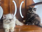 Persian Cats
