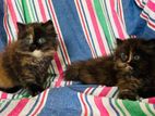Persian Cats