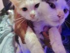 Persian Cats