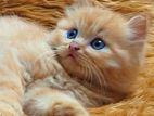 Persian Cats