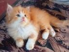 Persian Cats