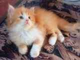 Persian Cats