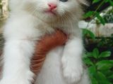 Persian Cats