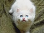 Persian Cats
