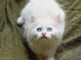 Persian Cats