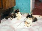 Persian Cat