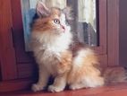 Persian Cats