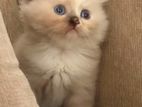 Persian cats