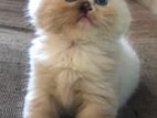 Persian cats