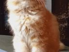 Persian cats