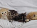 Persian Cats