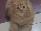 Persian Cats