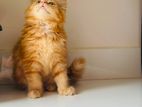 Persian Cats