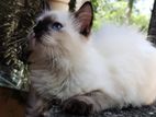 Persian Cat