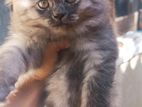 Persian Cats