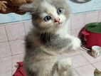 Persian Mix Kittens