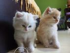 Persian Cats