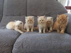 Persian cats