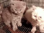 Persian Cats