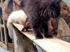 Persian Cats