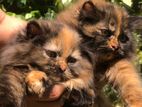 Persian Cats