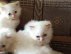 persian cats