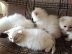 Persian cats