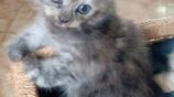 Persian Cats