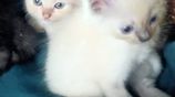 Persian Cats