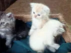 Persian cats