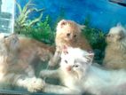 Persian Cats