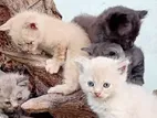 persian cats