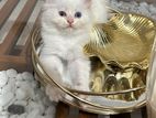 Persian Kittens