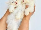 Persian Kittens