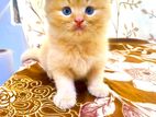 Persian Kittens