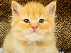 Persian Cats