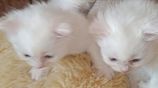 Persian cats
