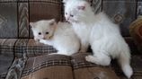 Persian cats