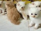 PERSIAN CATS