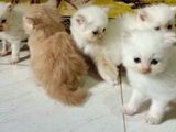 PERSIAN CATS