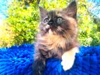 Persian Cat
