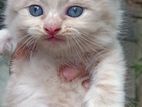 Persian cats