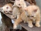 Persian cats