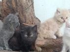 Persian cats