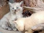 persian cats