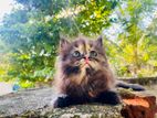 Persian Kitten