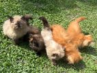 Persian Cats