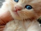 Persian Cats