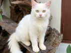 persian cats