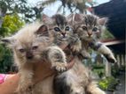 Persian Cats